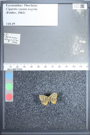 Media type: image;   Entomology 68064